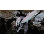 Kép 1/2 - Rapture ULG Alive Craw 5cm/1.8g Pearl pink 12 db, lágygumi csali