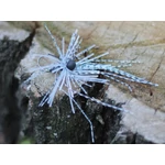 Kép 1/4 - Rapture Tg Finesse Rub.Jig 2,3g #01 Wh/Bl-Prl/Blck 1db műcsali