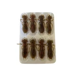 Kép 2/2 - Rapture ULG Dragonfly Nymph 42mm/1g Watermelone Rf 8 db lágygumi csali