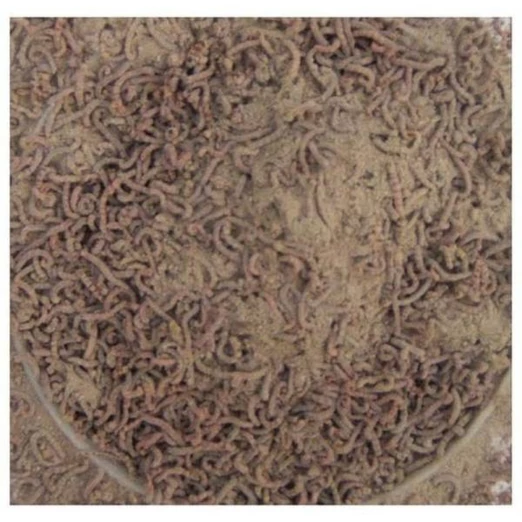 Tr Add. Joker Separator, Sz.Lárva Szétválasztó