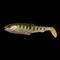 Savage Craft Cannibal Paddletail 6,5cm 4g Olive Pearl Silver Smolt