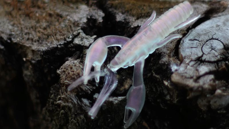 Rapture ULG Alive Craw 5cm/1.8g Pearl pink 12 db, lágygumi csali